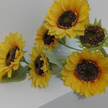 Girasole Grazioli 47 Bed and Breakfast Trente Buitenkant foto