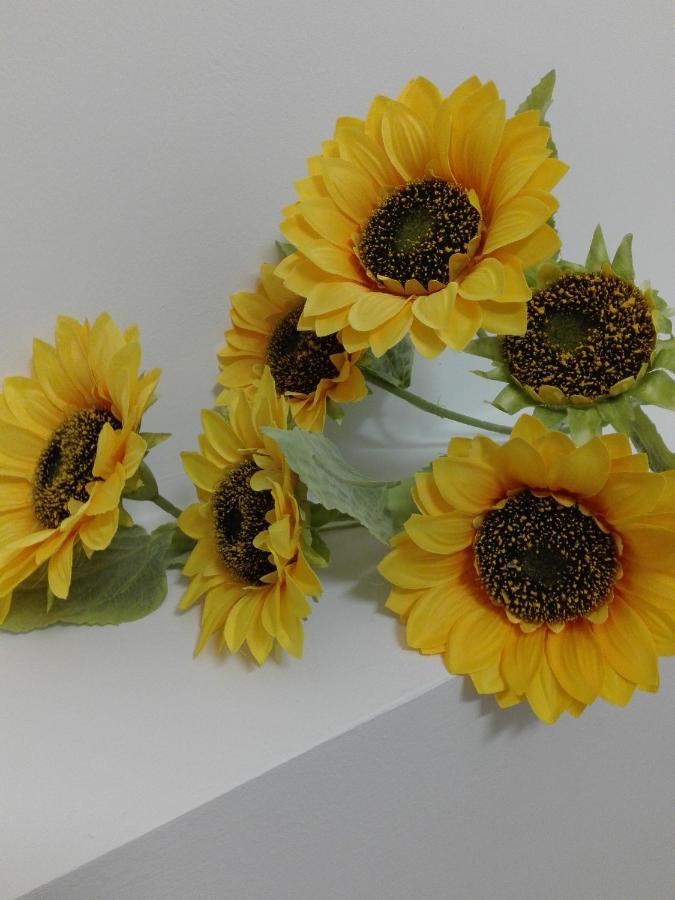 Girasole Grazioli 47 Bed and Breakfast Trente Buitenkant foto